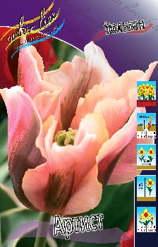 Tulipa Artist